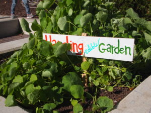 Image of basil growing with a Harding Garden sign in the center