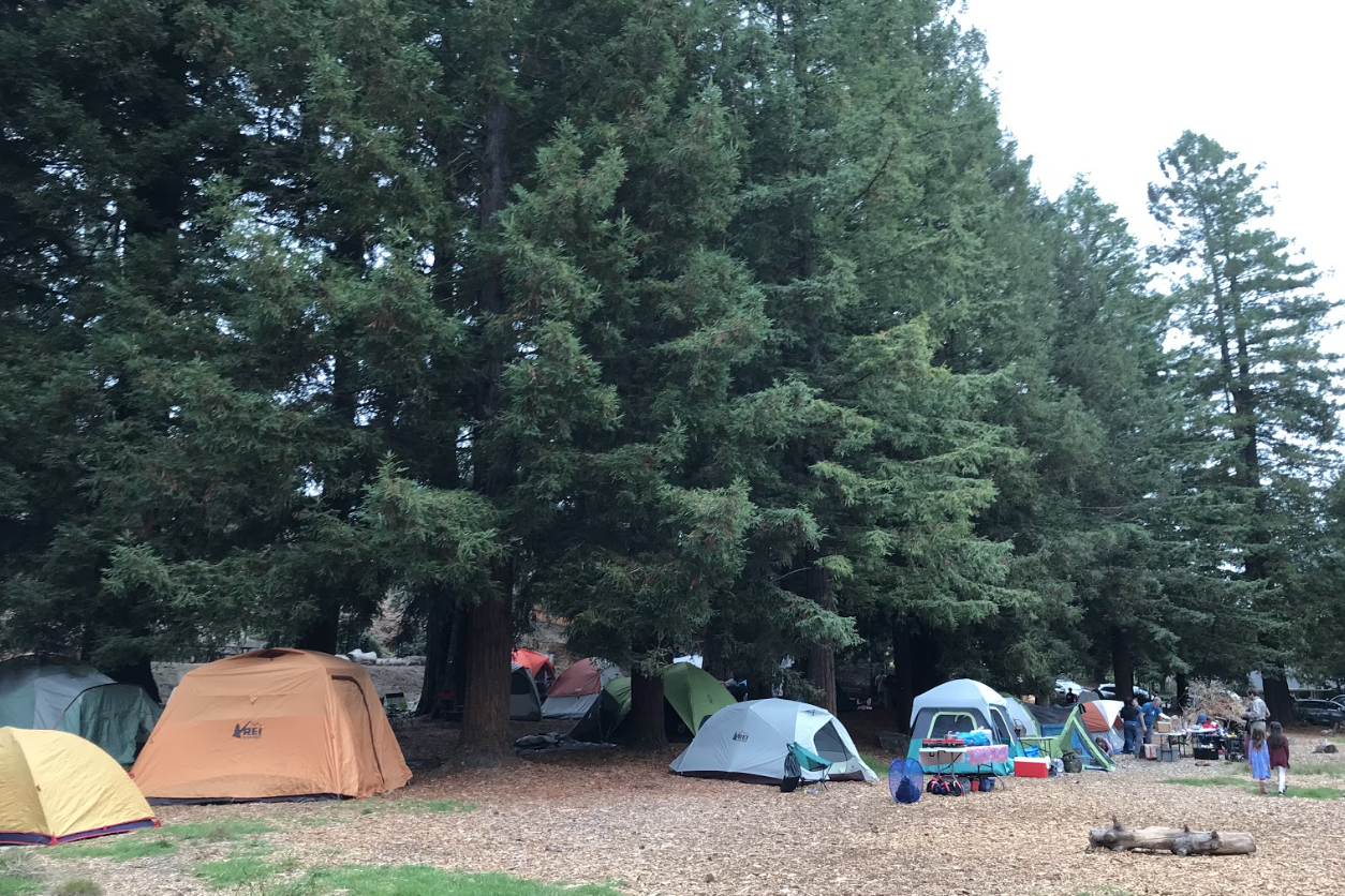 Redwood Trees with multicolor tents below