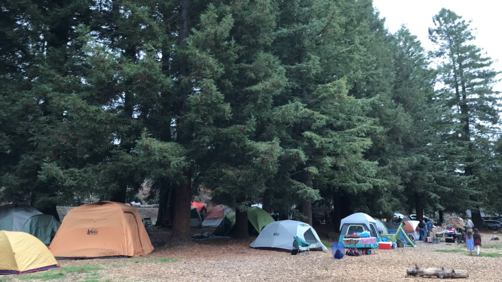 Redwood Trees with multicolor tents below